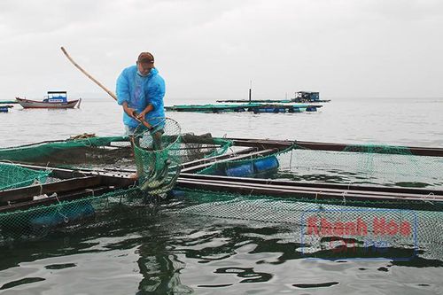 Chen chúc trên vịnh Vân Phong