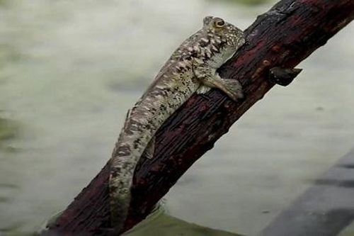 Giải mã loài cá kỳ lạ nhất hành tinh có thể leo cây, chạy nhảy trên cạn