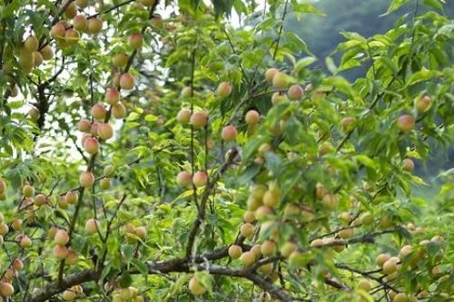 Đắm mình trong thung lũng rừng mơ đẹp như miền cổ tích ở Mộc Châu