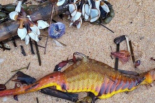 Hàng chục sinh vật lạ nhiều màu sắc dạt vào bãi biển sau đợt mưa lớn