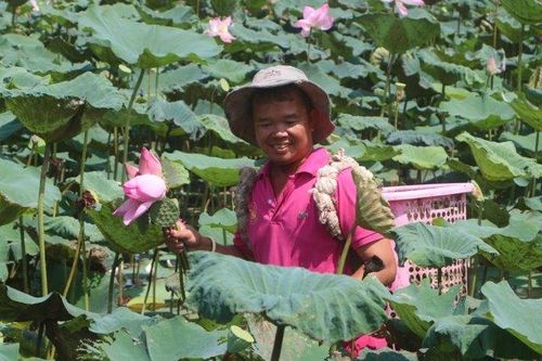 Phát huy vai trò 'cầu nối' trong chuỗi liên kết sản xuất