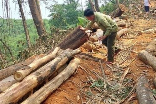 Bất cập việc tỉa thưa rừng trồng phòng hộ JBIC