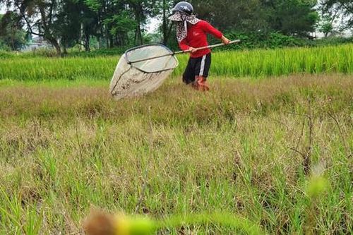 Săn 'tôm bay' trên đồng, kiếm tiền triệu mỗi ngày