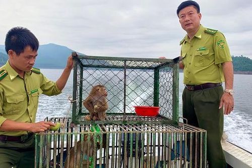 Hà Tĩnh: Tái thả nhiều cá thể động vật hoang dã