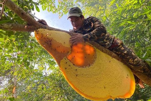 Săn loại ong khổng lồ chỉ có trong rừng già, dị nhân kiếm tiền triệu mỗi ngày