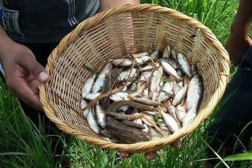 Lluvia de Peces - Trận mưa cá bí ẩn chưa lời đáp ở Honduras