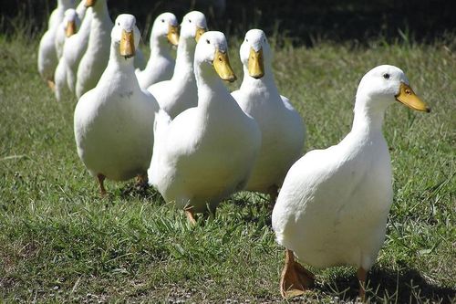 'Quan xã' nhận án tù vì tham ô... vịt siêu nạc của hộ nghèo