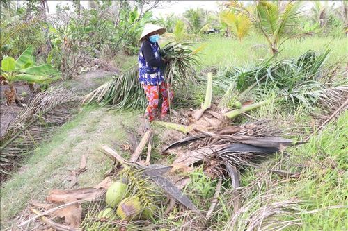 Phòng trừ sâu đầu đen hại dừa bằng các giải pháp sinh học