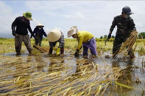 Năng suất lúa Nam Trung Bộ và Tây Nguyên giảm đáng kể do thời tiết bất thường