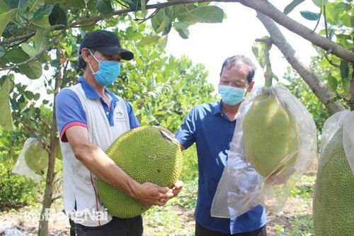Những cựu chiến binh vượt khó làm giàu