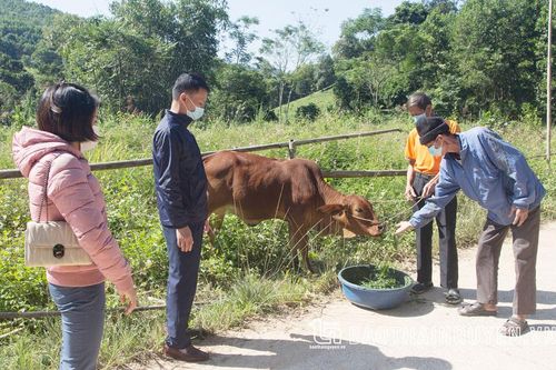 Thiết thực giúp nông dân vùng cao thoát nghèo