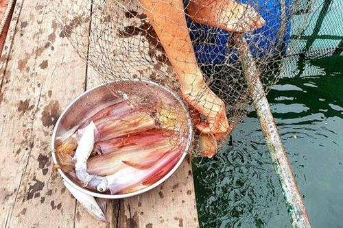 Đặc sản bật nhảy tanh tách ở Hà Tĩnh hút khách ngay đầu hè