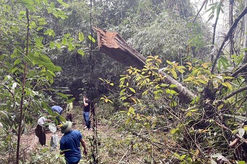 Ngăn chặn tình trạng chặt phá rừng phòng hộ Quan Sơn
