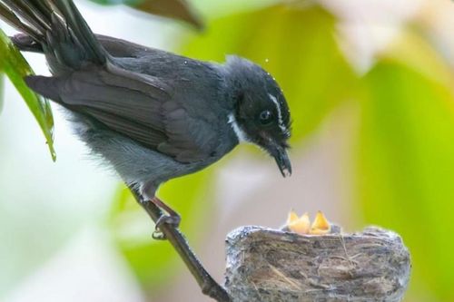 Xúc động tình mẫu tử của loài chim qua góc máy nhiếp ảnh gia