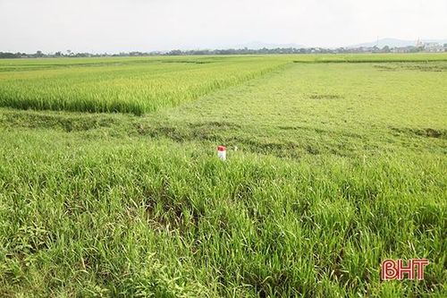 Hà Tĩnh đề nghị chuyển đổi 539 ha đất rừng, đất trồng lúa để thi công cao tốc Bắc - Nam