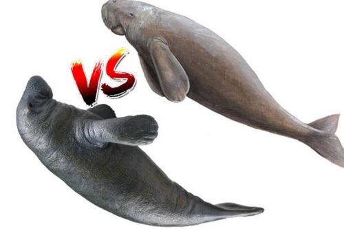 Phân biệt dễ dàng bò biển và lợn biển: Hai sinh vật quý hiếm nhìn khá giống nhau, cực dễ!