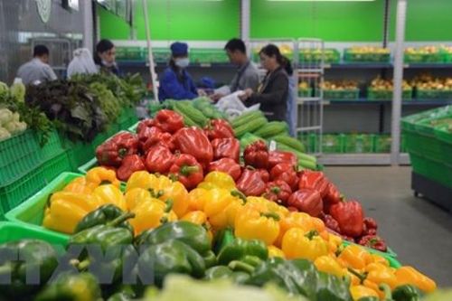 Việt Nam là thị trường cung cấp rau củ lớn thứ 2 cho thị trường Đài Loan