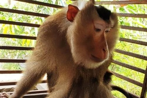 Bắn thuốc mê hạ khỉ đuôi lợn chuyên tấn công người