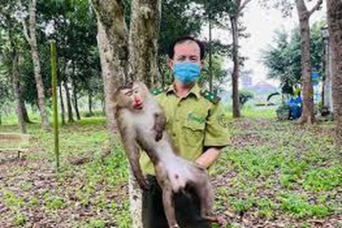 TP.HCM: Khỉ cắn 3 người bị thương