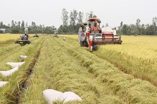 Bộn bề chuyện 'khát' giống lúa và… lúa giống