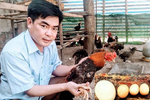 Kỳ lạ gà 9 cựa tiến vua đẻ 'trứng vàng', bán tiền triệu mỗi con