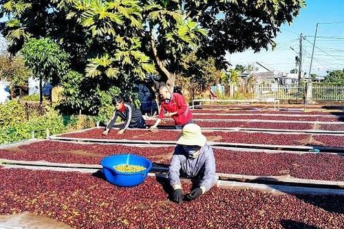 Đẩy mạnh xuất khẩu chè và cà phê sang Ấn Độ