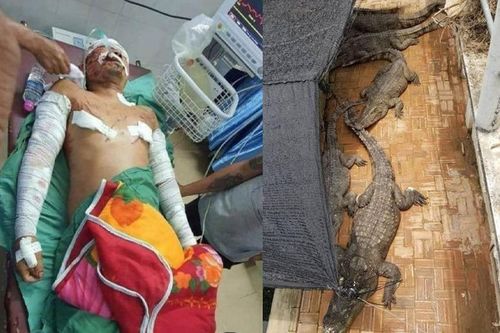 Giữa đêm dậy đi vệ sinh gần ao, người đàn ông suýt trở thành 'bữa khuya' cho 50 con cá sấu