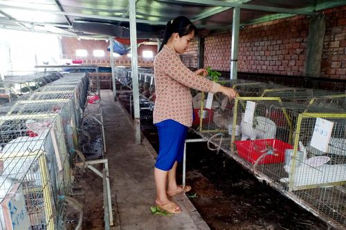 Nuôi thỏ nhẹ công chăm sóc, thu nhập ổn định