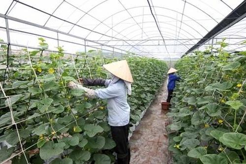 Kiểm toán HTX còn quá nhiều rào cản
