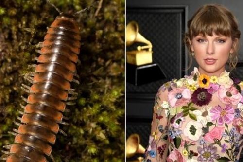 Taylor Swift được lấy tên cho một loài sâu