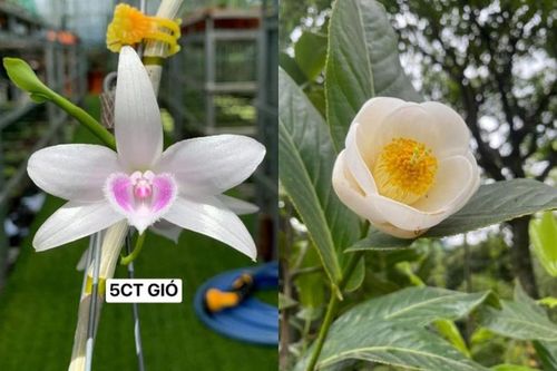 Hết thời, 2 loại cây cảnh từng gây sốt giờ 'rẻ hơn rau'