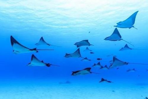 Phát hiện loài sứa vương miện 'khổng lồ' có màu đỏ như máu