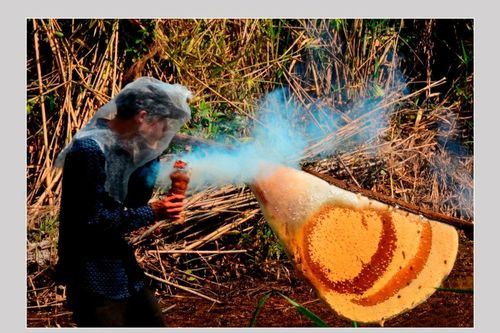 Cà Mau xác lập kỷ lục 'Tổ ong lớn nhất Việt Nam' vào dịp 30/4 và 1/5