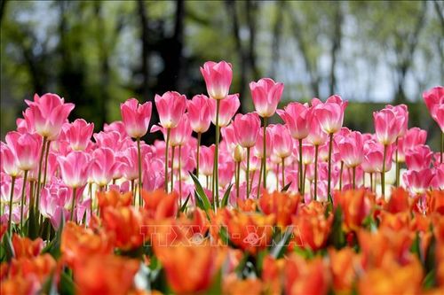Đắm chìm trong 'biển hoa' tại Lễ hội hoa tulip Istanbul