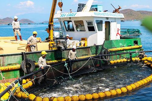 Nuôi biển công nghiệp: Tìm hướng phát triển bền vững