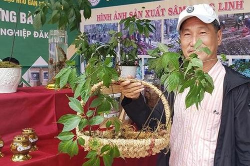 Đẩy mạnh quảng bá thương hiệu Sâm Ngọc Linh Kon Tum