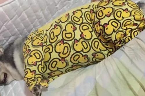 Gửi chó Husky béo phì về quê nhờ bố giảm cân hộ, chủ về đón khóc dở mếu dở vì cảnh này