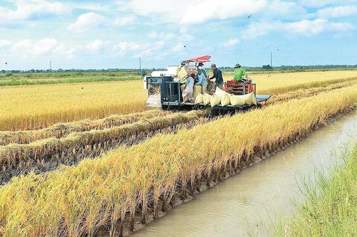 Hiệu quả từ canh tác lúa hữu cơ