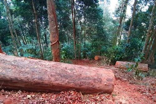 Kon Tum: Điều tra vụ khai thác gỗ trái phép tại huyện Tu Mơ Rông