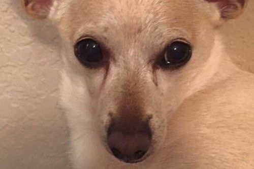 Chú chó Chihuahua đến từ Mỹ phá Kỷ lục Guinness về sống lâu nhất thế giới