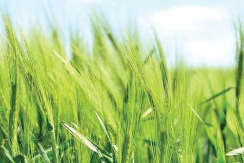 Bón phân cho lúa bằng vi khuẩn chuyển gene
