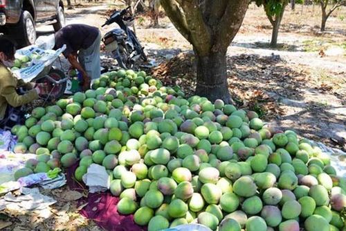 Cơn đau mỗi năm lại đến, ác mộng chặt - trồng chưa lời giải