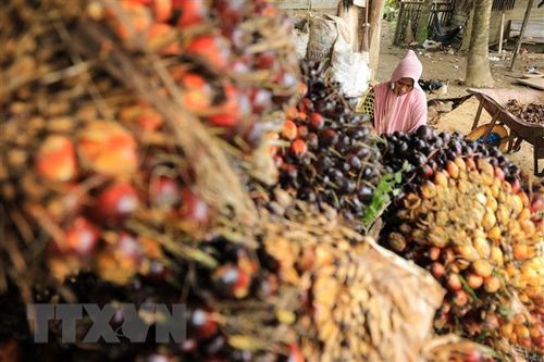 Tổng thống Indonesia giải thích lý do cấm xuất khẩu dầu cọ