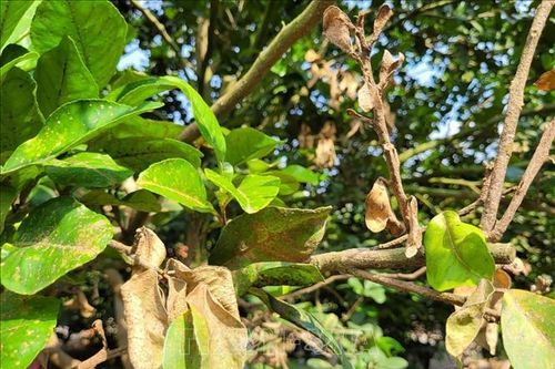 Rệp tấn công khiến vùng bưởi lớn nhất Bà Rịa-Vũng Tàu thiệt hại nặng