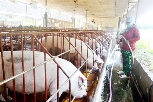 Liên kết tiêu thụ thực phẩm an toàn giữa Đồng Nai và TP.HCM