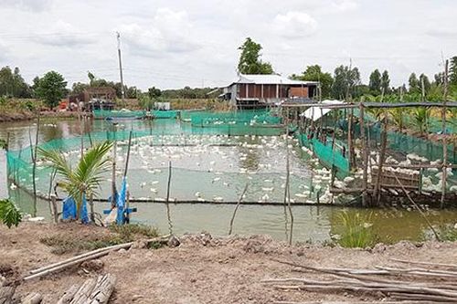 Mô hình sinh kế mùa lũ - mở ra hướng đi mới cho nông dân