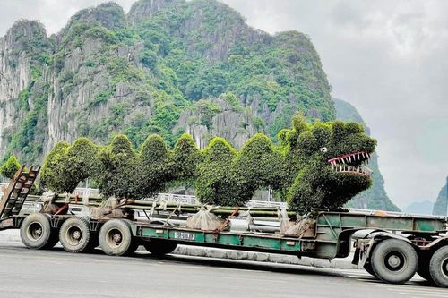 Cây duối tạo dáng hình rồng bị chê xấu ở Hạ Long: Công ty cây xanh nói gì?