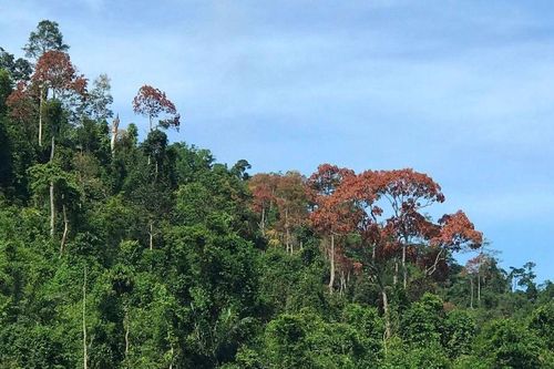 Quảng Nam phải làm rõ vì sao một năm giảm gần 2.900ha rừng tự nhiên