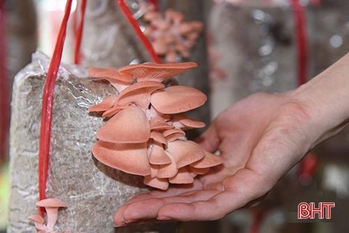 Hà Tĩnh hướng tới nền nông nghiệp công nghệ cao
