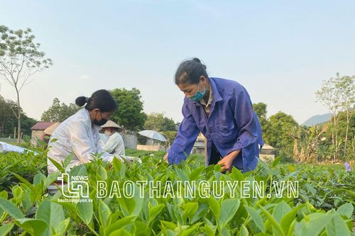 Đồng Hỷ dồn sức cho sản phẩm chủ lực